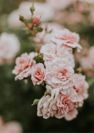 西窗烛小说阅读